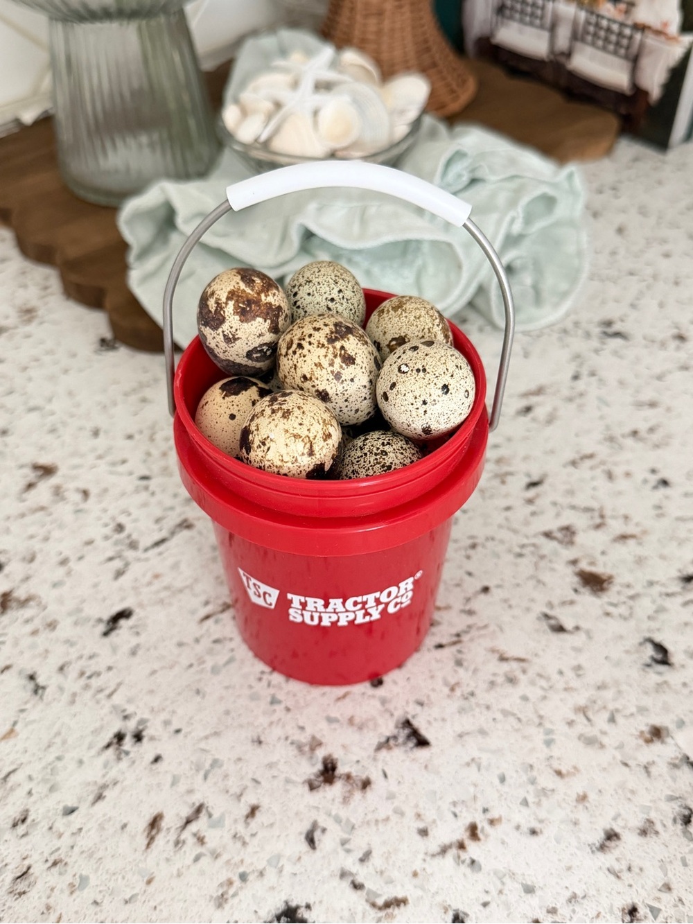 Quail Eggs Display